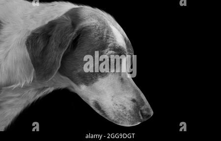 Trauriger Hund Nahaufnahme Gesicht Auf Dem Schwarzen Hintergrund Stockfoto