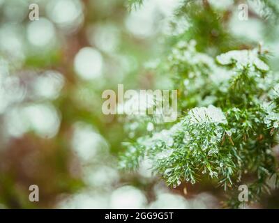 Wassertropfen auf den Blättern Thujas. Schmelzender Schnee oder Tau auf der grünen Thuja mit Wassertropfen, grüner floraler Hintergrund immergrüner Nadelbäume Stockfoto