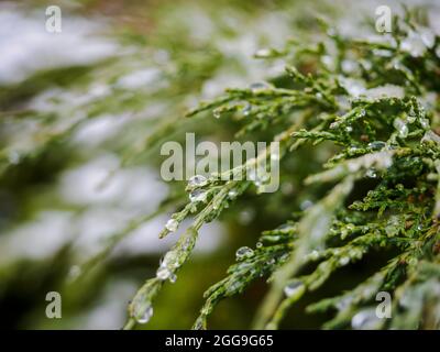 Wassertropfen auf den Blättern Thujas. Schmelzender Schnee oder Tau auf der grünen Thuja mit Wassertropfen, grüner floraler Hintergrund immergrüner Nadelbäume Stockfoto