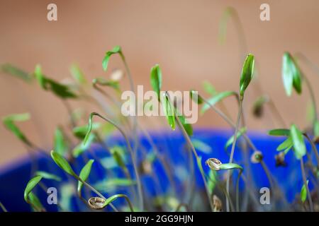 Kleine Korianderpflanzen im Topf Stockfoto