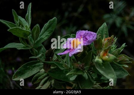 Cistus albidus. Rosa Blüten Stockfoto