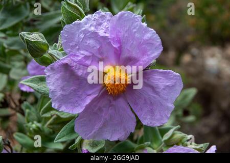 Cistus albidus. Rosa Blüten Stockfoto