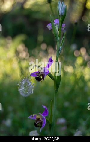 Ophrys apifera. Bienenorchidee Stockfoto