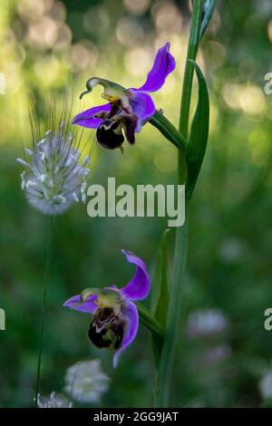 Ophrys apifera. Bienenorchidee Stockfoto