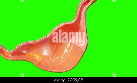 3d-Illustration der Anatomie des menschlichen Magens Verdauung, 3D-Reibe Stockfoto