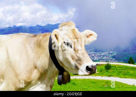 Kuh mit Kuhglocke auf einer Alm am Hahnenkamm in Österreich. Stockfoto