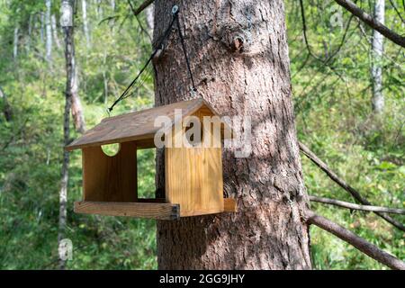 Ein Vogelfutterhaus in einem grünen Sommerwald. Mit eigenen Händen hergestellt, eine Leiter aus Zweigen für kleine Tiere, Eichhörnchen und Streifenhörnchen, Stockfoto
