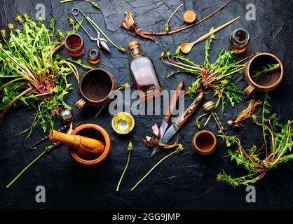 Heilkräuter und pflanzliche medizinische Wurzeln.Extrakt aus Löchenkraut.Taraxacum, Heilpflanzen.Löchenkraut Wurzel. Stockfoto