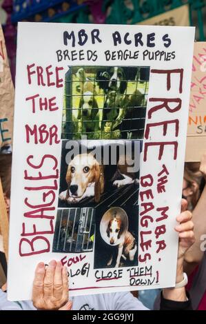 LONDON, ENGLAND- 28. August 2021: Tieraufstand protestiert gegen die Beagle des MBR Stockfoto