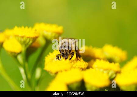 Die Biene sammelt Nektar und Pollen auf einer gelben Blume. APIs mellifera. Nahaufnahme von Insekten. Stockfoto