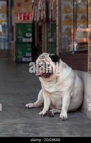 Der Mops ist eine Rasse von Hund mit physikalisch charakteristischen Merkmalen eines faltigen, kurzen muzzled Gesicht, und gewellten Schwanz. Die Rasse hat ein feines, glänzendes Fell Stockfoto