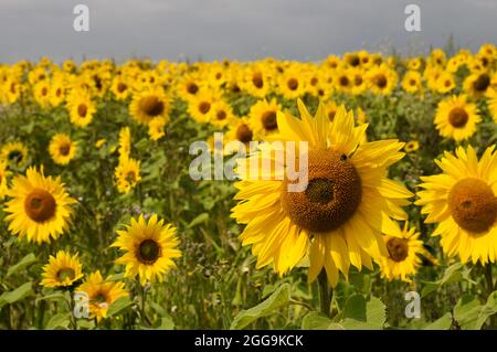 Ein schönes Sonnenblumenfeld im Spätsommer Stockfoto