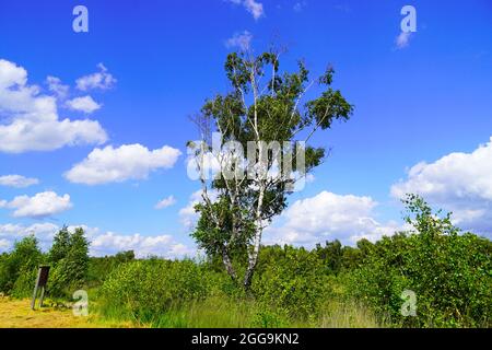 Naturschutzgebiet Diepholzer Moor bei Diepholz. Stockfoto