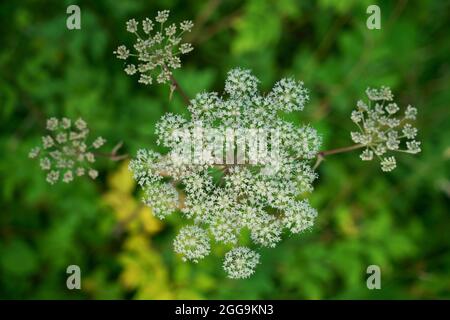 Eine Nahaufnahme von wilden Angelica-Blumen. Stockfoto