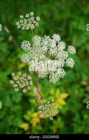 Eine Nahaufnahme von wilden Angelica-Blumen. Stockfoto