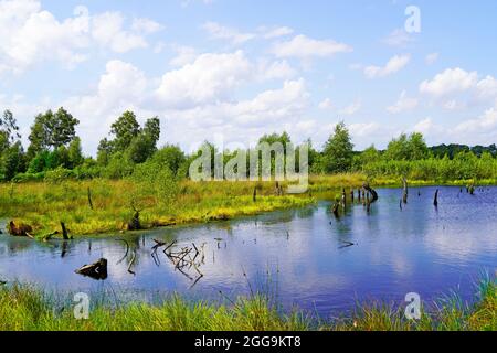 Naturschutzgebiet Diepholzer Moor bei Diepholz. Landschaft in einem Hochmoor. Stockfoto