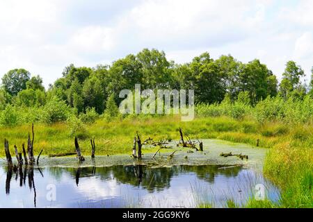 Naturschutzgebiet Diepholzer Moor bei Diepholz. Landschaft in einem Hochmoor. Stockfoto