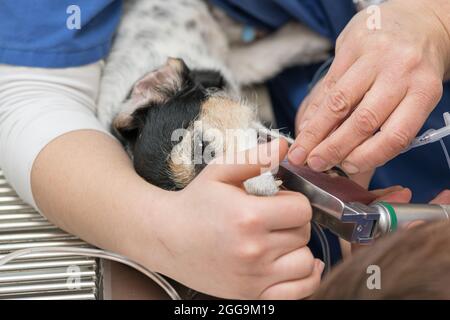 Tierarzt bereitet kleine niedliche krank Jack Russell Terrier Hund für die Operation in der Tierklinik. Er ist für die künstliche Atmung intubiert. Stockfoto