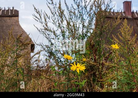 Ferienhausanlagen an der Ostseeküste im Naturschutzgebiet Geltinger Birk Stockfoto