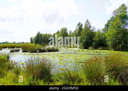 Naturschutzgebiet Diepholzer Moor bei Diepholz. Landschaft in einem Hochmoor. Stockfoto