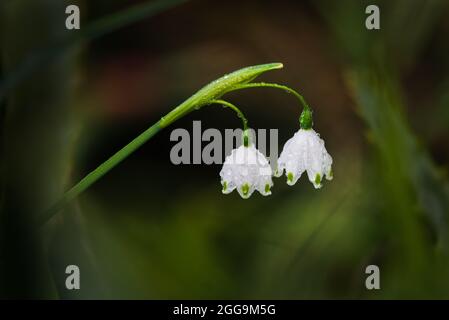 Nahaufnahme von winzigen weißen Schneeglöckchen-Blüten (Galanthus) mit Regentropfen vor unscharfem Hintergrund Stockfoto