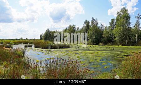 Naturschutzgebiet Diepholzer Moor bei Diepholz. Landschaft in einem Hochmoor. Stockfoto