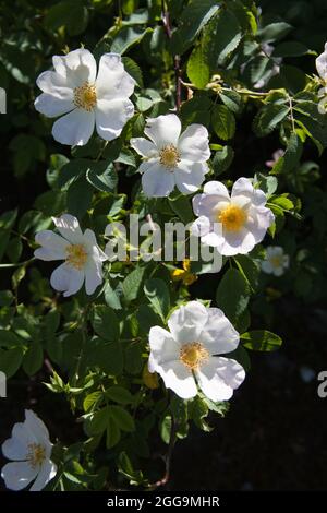 Ein wilder Rosenstrauch in der Blüte in Hampshire in Großbritannien Stockfoto