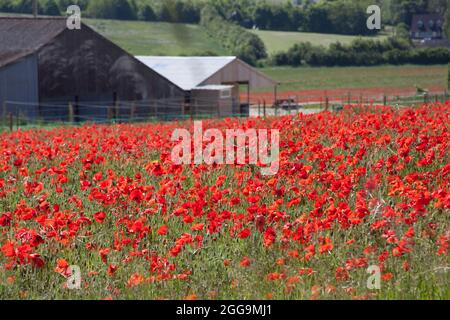 Mohnblumen wachsen auf einer Farm in Hampshire im Vereinigten Königreich Stockfoto