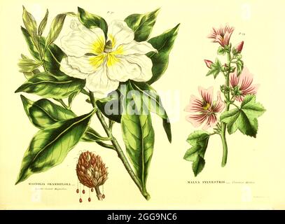 Magnolia Grandiflora [Laurel-leaved Magnolia], Malva sylvestris [Common Mallow] aus Band II des Buches The Universal Herbal : oder botanisches, medizinisches und landwirtschaftliches Wörterbuch : enthält einen Bericht über alle bekannten Pflanzen der Welt, geordnet nach dem Linneanischen System. Angabe der Verwendungszwecke von Thomas Green, Veröffentlicht 1816 von Nuttall, Fisher & Co. In Liverpool und gedruckt bei der Caxton Press von H. Fisher Stockfoto