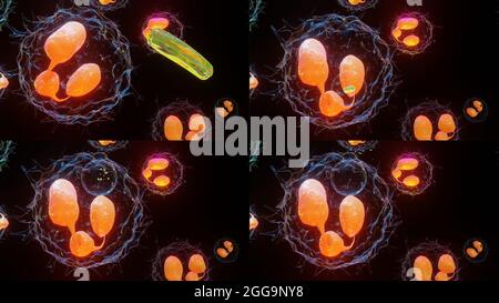 3D-Darstellung der Phagozytose. Neutrophe, die ihre Plasmamembran nutzt, um Bakterien zu verschlingen. Von der Endozytose zur Exozytose. Aufschlussprozess in phag Stockfoto