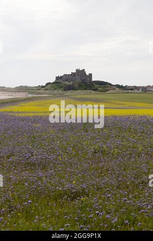 Ein Feld mit campion-Blumen vor Bamburgh Castle, Northumberland, England. Stockfoto