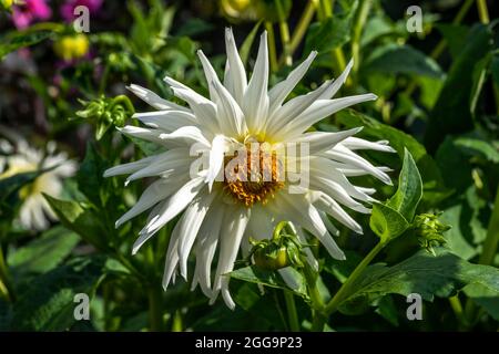 Dahlia 'My Love' eine im Sommer blühende Herbstpflanze mit einer weißen Sommerblüte, die eine Semi-Kaktus-Sorte ist, Stock-Foto-Bild Stockfoto