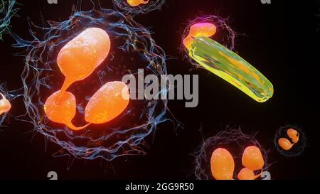 3D-Darstellung der Phagozytose. Neutrophe, die ihre Plasmamembran nutzt, um Bakterien zu verschlingen. Von der Endozytose zur Exozytose. Aufschlussprozess in phag Stockfoto