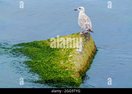 möwe auf meerfarbenen Steinen bewachsen mit Algen und Algen Stockfoto