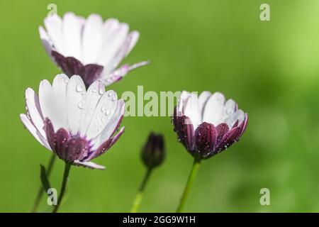 Drei weiße Blüten von Arktotis mit Wassertropfen, auf einem hellgrünen unscharfen Hintergrund. Stockfoto
