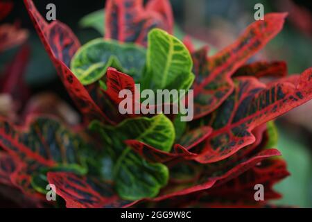 Codiaeum variegatum var. pictum "Ausgezeichnet" Stockfoto