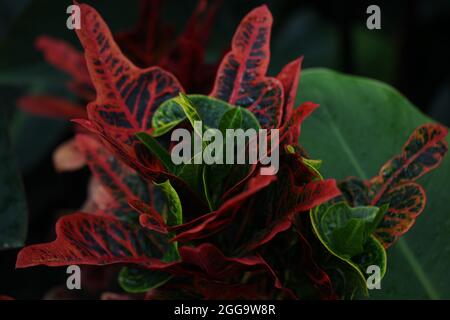 Codiaeum variegatum var. pictum "Ausgezeichnet" Stockfoto