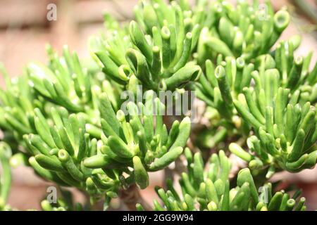 Crassula Ovata Gollum Stockfoto