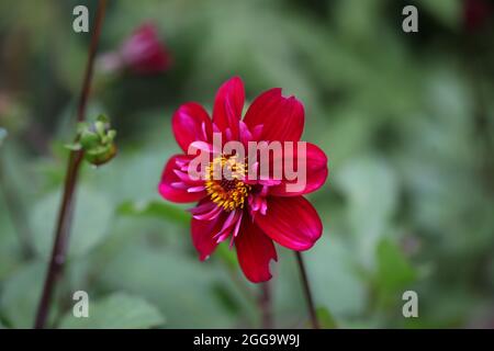 Dahlia Swan Island Hootenanny Stockfoto