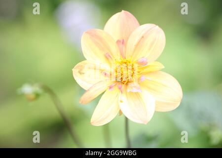 Dahlia Kelsey Annie Joy Stockfoto