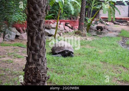 Große Schildkröte.Riesige Galapagos Riesenschildkröte. Wildlife Stock Foto Bild Stockfoto