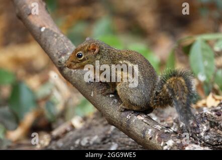 Indochines Ground Squirrel (Menetes berdmorei) Erwachsener auf dem toten Zweig Kaeng Krachan, Thailand Februar Stockfoto