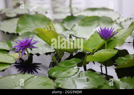 „König von Siam“, tropische (Seerose) Nymphaea Stockfoto