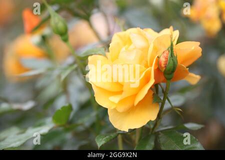 Rosa Kämpft Gegen Temeraire, Australien Stockfoto