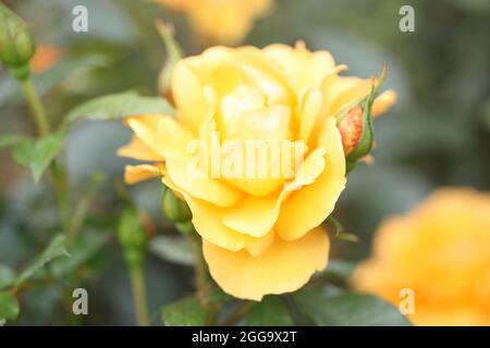 Rosa Kämpft Gegen Temeraire, Australien Stockfoto