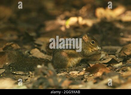 Indochines Ground Squirrel (Menetes berdmorei) Erwachsene, die auf dem Boden fressen Kaeng Krachan, Thailand November Stockfoto