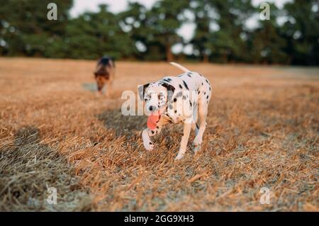 Dalmatinischer Hund läuft auf dem Mown-Feld während des Spaziergangs. Stockfoto