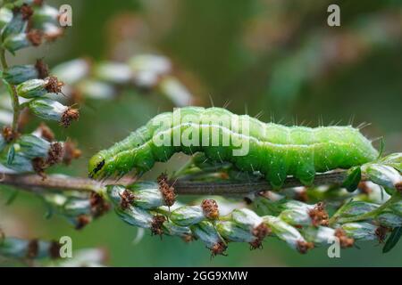 Nahaufnahme der grünen Raupe der Silbernen Y-Motte, Autographa gamma Stockfoto