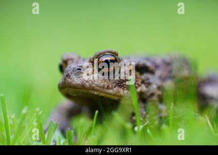 Nahaufnahme einer erwachsenen Common European Kröte, Bufo bufo Stockfoto