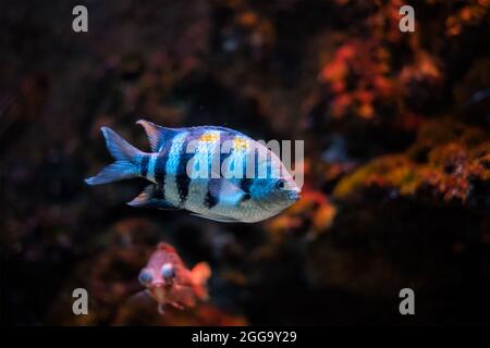 Indo-pazifischer Feldwebel Abudefduf vaigiensis Stockfoto